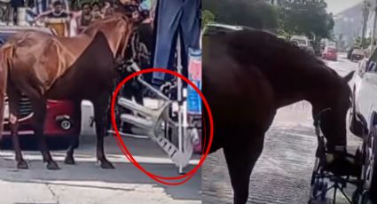 VIDEO | Captan a puesteros agrediendo a caballo que buscaba agua en Monterrey