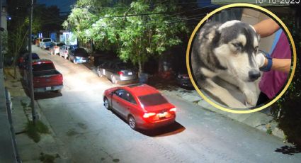 Vecino denuncia a conductor por disparar a un perro en Apodaca; buscan al responsable | VIDEO