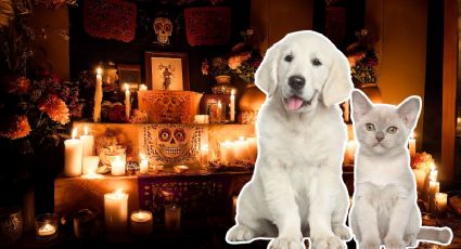 Tus mascotas también tienen cita con la ofrenda: la hora en que los peluditos se unan a la celebración