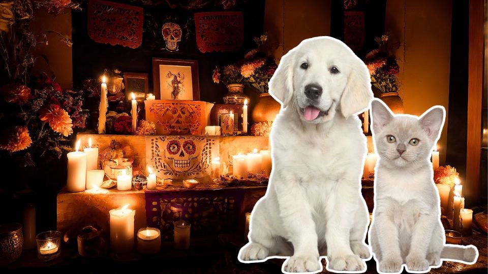 Día de Muertos 2025: ¿a qué hora llegan las mascotas a la ofrenda?