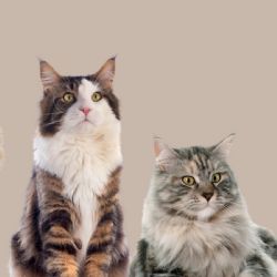 La fórmula definitiva para saber la edad de tu gato en años humanos, según especialistas