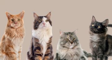 La fórmula definitiva para saber la edad de tu gato en años humanos, según especialistas