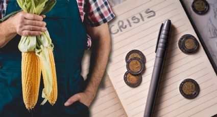 Productores mexicanos enfrentan crisis por precio del maíz blanco: experto explica causas