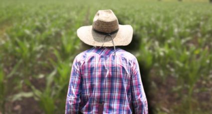 Crisis del maíz en México: por qué los productores ya no pueden absorber los altos costos