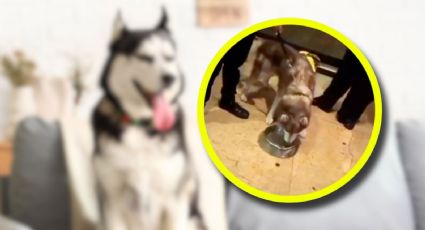 VIDEO | Rescatan a husky abandonado en inmueble asegurado en la colonia Juárez