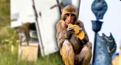 Escapa mono de laboratorio tras accidente de camión en Misisipi, estaría infectado de diversos virus