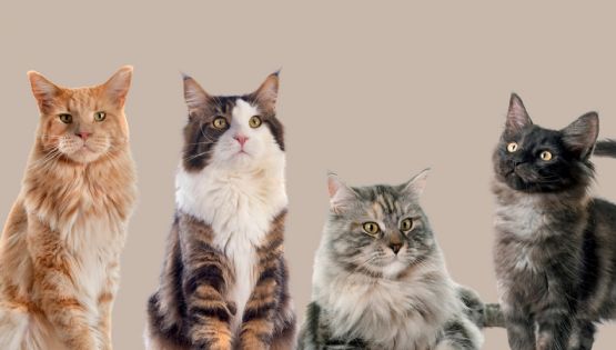 La fórmula definitiva para saber la edad de tu gato en años humanos, según especialistas