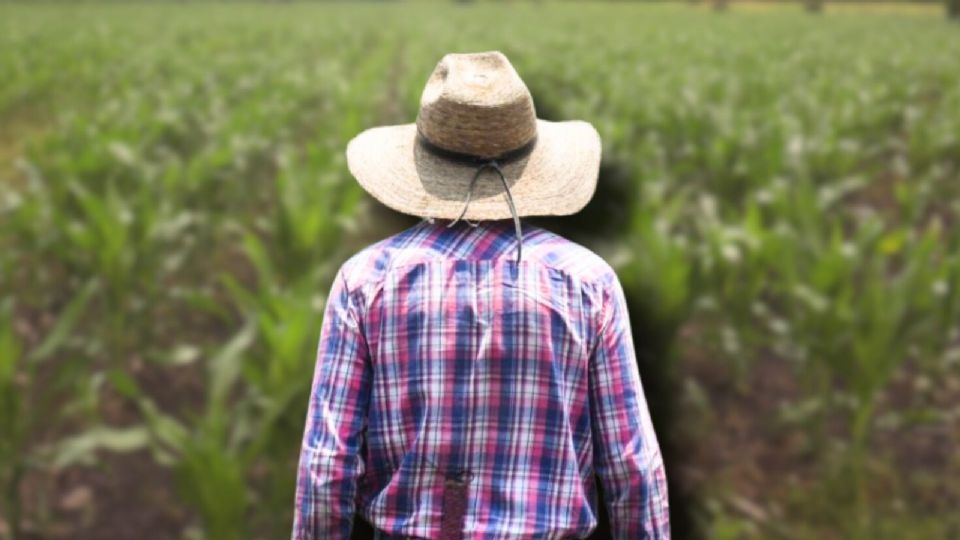 Actualmente, México depende de importaciones para mantener precios bajos, pero lo hace a costa de su producción nacional. 