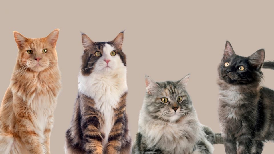 Conocer su edad real ayuda a fortalecer el vínculo con tu mascota.