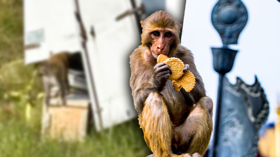 Escape de monos de laboratorio.