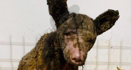 Así va la recuperación de Mina, la osa rescatada del Zoológico La Pastora en Monterrey