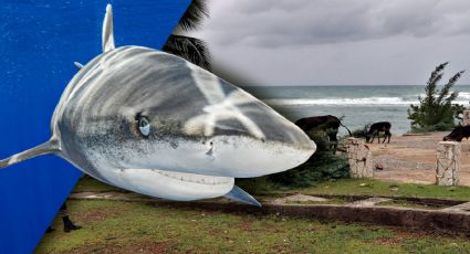 ¿Real o falso? La verdad sobre si huracán Melissa arrastró tiburones a piscina de hotel en Jamaica