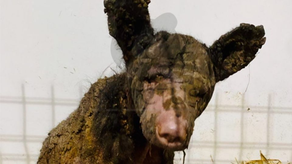 Mina, la osa rescatada de La Pastora, continúa su recuperación bajo los cuidados de la Fundación Invictus, mostrando avances físicos y emocionales.