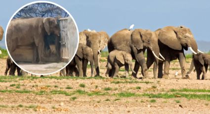 PROFEPA revisará caso de elefanta Monty, que vive en soledad en el zoológico La Pastora