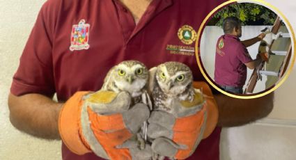 Protección Civil Escobedo rescata a dos búhos heridos y a un gato atrapado en un árbol