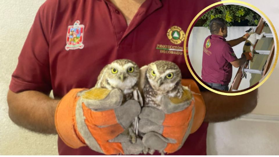 Brigadistas de Protección Civil Escobedo rescataron a un gato y auxiliaron a dos búhos lesionados en distintas colonias del municipio.