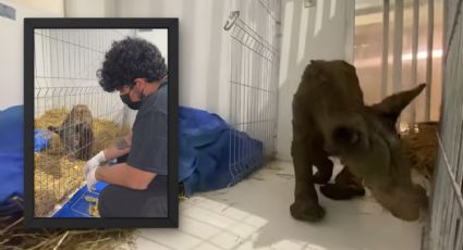 La osa Mina reporta un avanza en su salud; aumentó 7.6 kilogramos