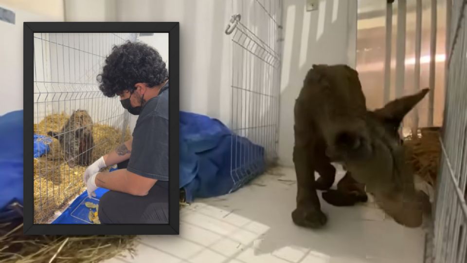 La osa Mina, bajo el cuidado de la Fundación Invictus, ha sorprendido a sus cuidadores con un aumento de peso de 7,6 kg.