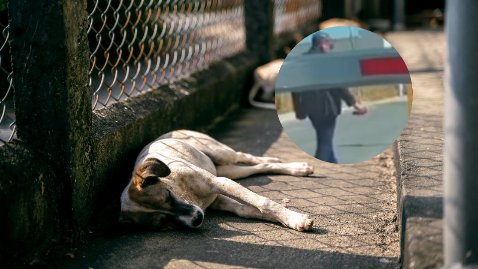 El video viral muestra a guardia de seguridad en García lanzando gas pimienta a perritos callejeros; activistas exigen sanciones por maltrato animal.