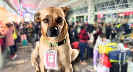 Perrito perdido 'se convierte en inspector' de la IE-TRAM en La Plancha, en Yucatán
