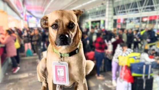 Perrito perdido 'se convierte en inspector' de la IE-TRAM en La Plancha, en Yucatán