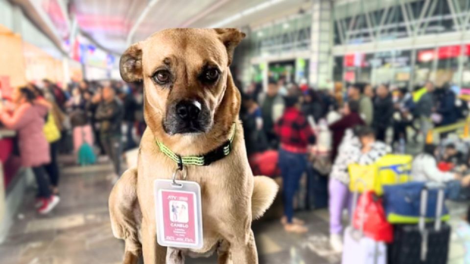 Canelo, lomito inspector sorprende a usuarios a través de redes sociales