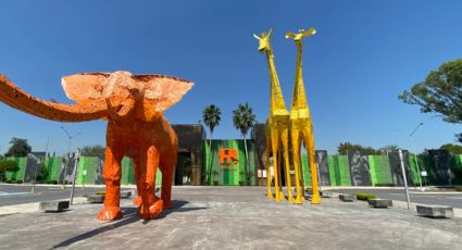 Zoológico La Pastora busca frenar clausura de PROFEPA tras caso de la osa “Mina”