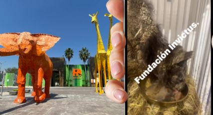 Fundación Invictus comparte los progresos de Mina, la osa rescatada del zoológico La Pastora en Monterrey