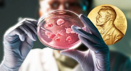 Tolerancia inmunitaria periférica: el hallazgo que ganó el Nobel de Medicina