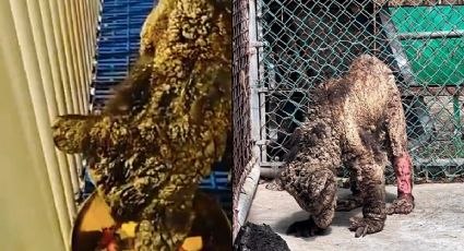 Cuál es el estado actual de la osa Mina tras mejoras significativas hasta hoy 6 de octubre