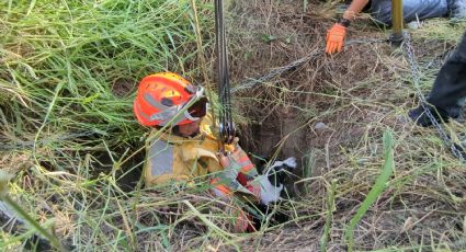 Perrito atrapado en noria por más de 36 horas es rescatado en Guadalupe