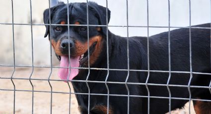 Niñera se queda dormida y niño muere tras ataque de rottweilers