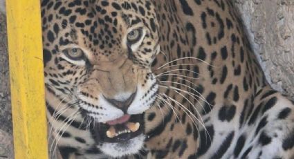 Crueldad y venta ilegal de animales en el zoológico la Reina de Tizimín