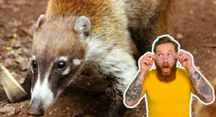 Tejuino o Tejón: todo lo que debes saber sobre la especie endémica de NL en peligro de extinción