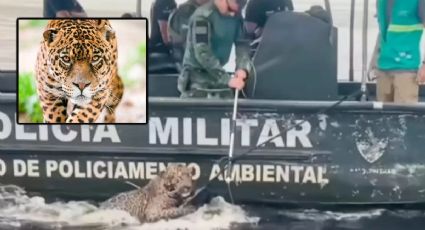 VIDEOS | Rescatan a jaguar herido con más de 30 disparos en el río Negro