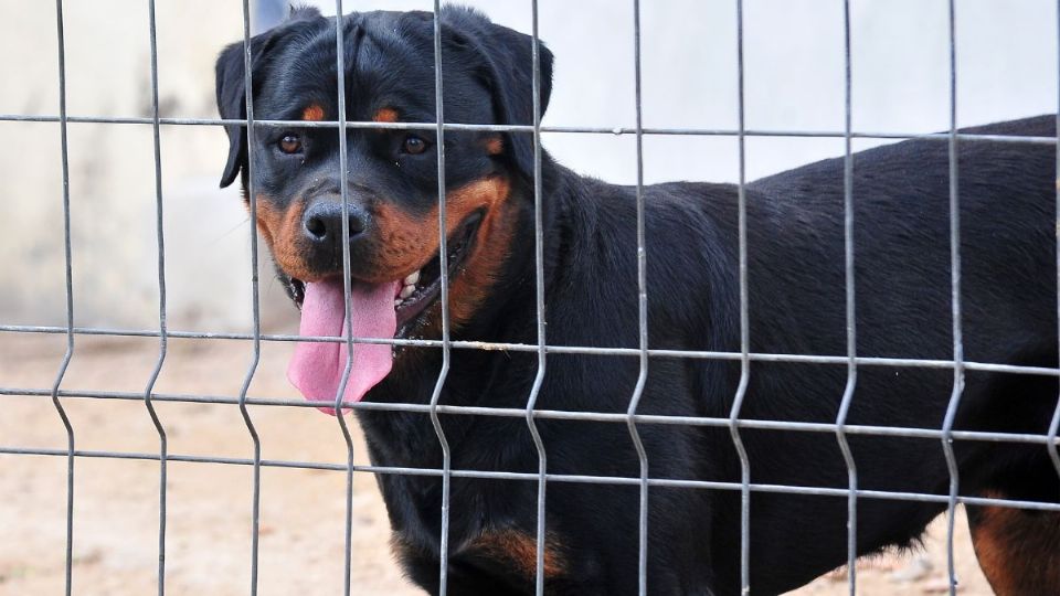 Fuente: Canva / producción MVS