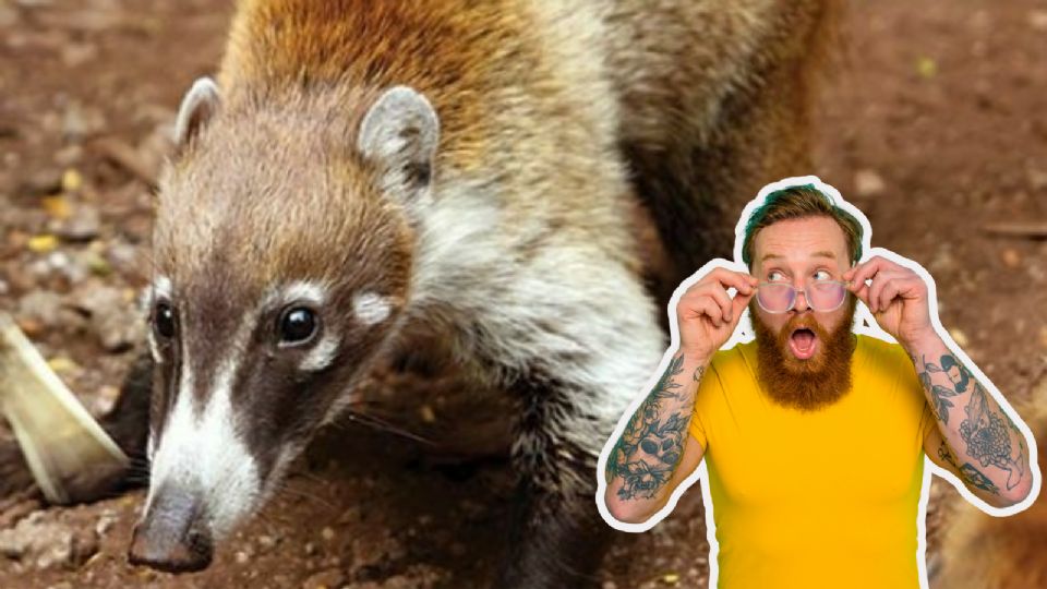 El tejón americano o tejuino, especie endémica de Nuevo León, se encuentra en peligro de extinción debido a la caza ilegal y la pérdida de hábitat.