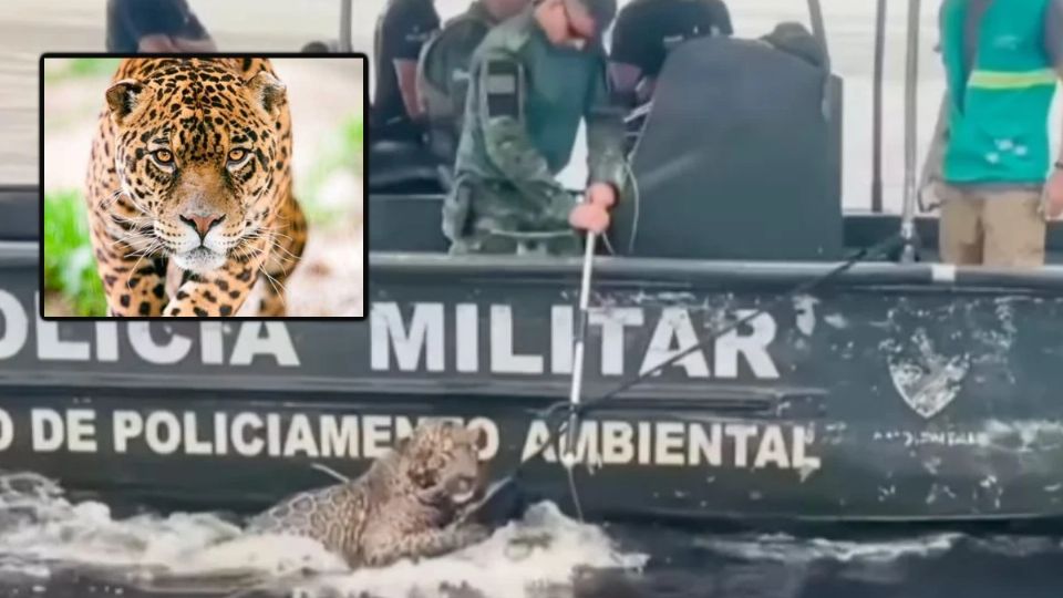 Rescatan a jaguar herido con más de 30 disparos en el río Negro