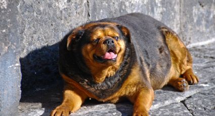 VIDEO | La increíble historia del perro que sobrevivió a un accidente gracias a su exceso de peso