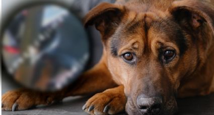 VIDEO | Mujer abandona a perrito en calles de Lindavista y causa indignación