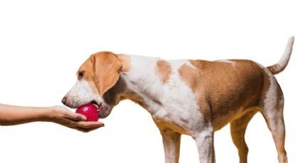 Veterinarios revelan frutas que tus perros pueden comer y son beneficiosas para su salud
