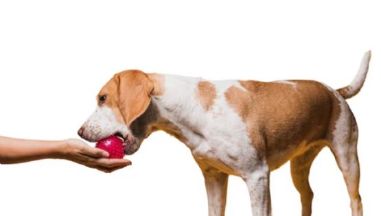 Veterinarios revelan frutas que tus perros pueden comer y son beneficiosas para su salud