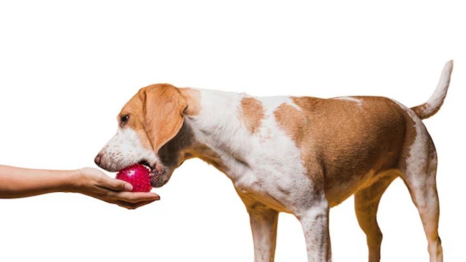 Veterinarios revelan frutas que tus perros pueden comer
