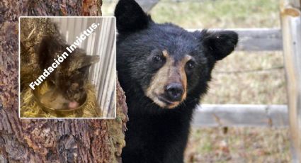 ¿Cuál es el estado de salud de la osita Mina tras ser operada en Pachuca?