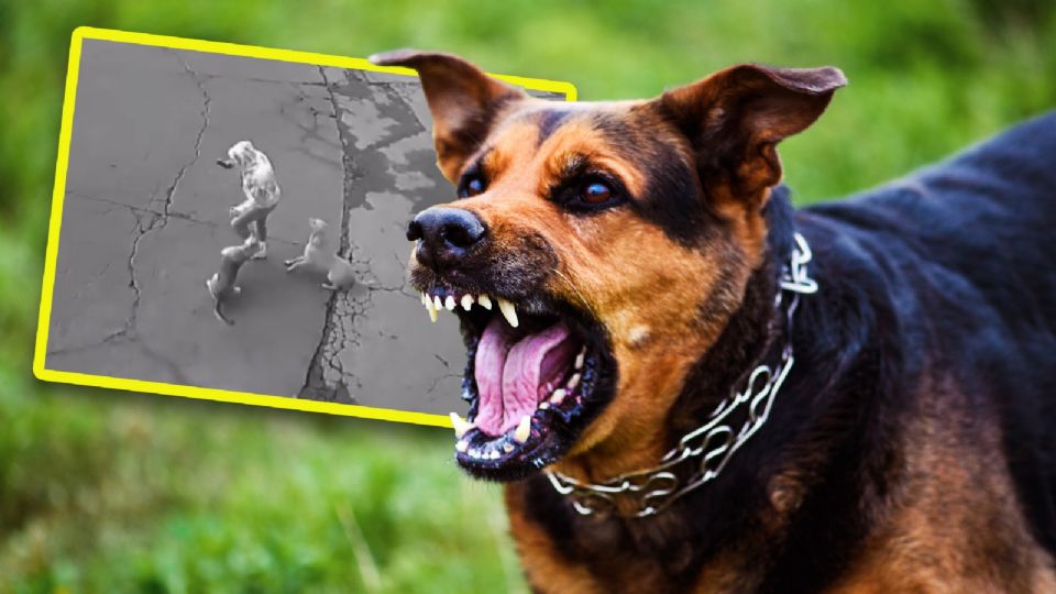 Mujer es víctima de ataque de perros, y automovilista la salva.