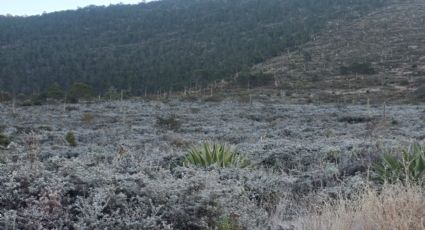VIDEO | Nieve cubre la zona sur de Nuevo León por frente frío #13