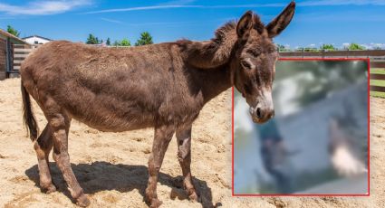 VIDEO | Sujetos prenden cohete en cola de un burro en Querétaro: animalistas exigen sanción