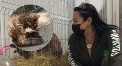 Así es el avance de la osa Mina a más de 40 días de su recuperación