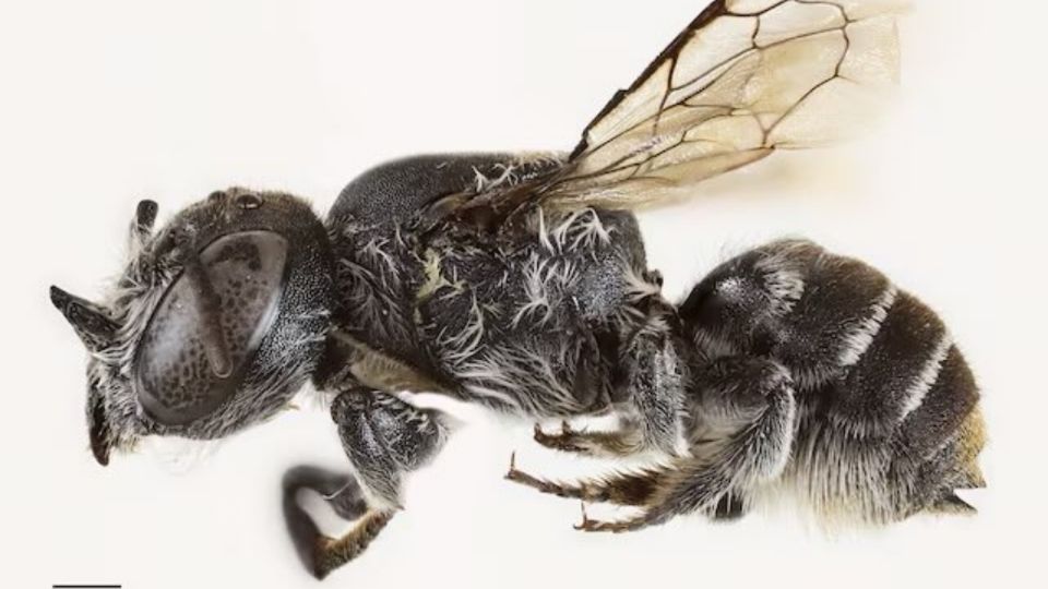 Australia en alerta por abeja con cuernos; es apodada “Lucifer”