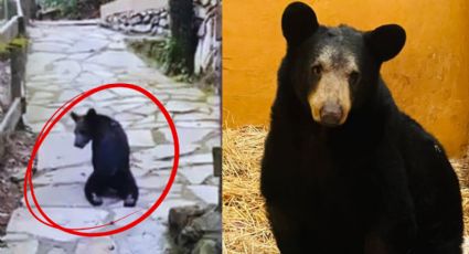El oso Ursus se recupera tras ser baleado en Santiago; quedó discapacitado